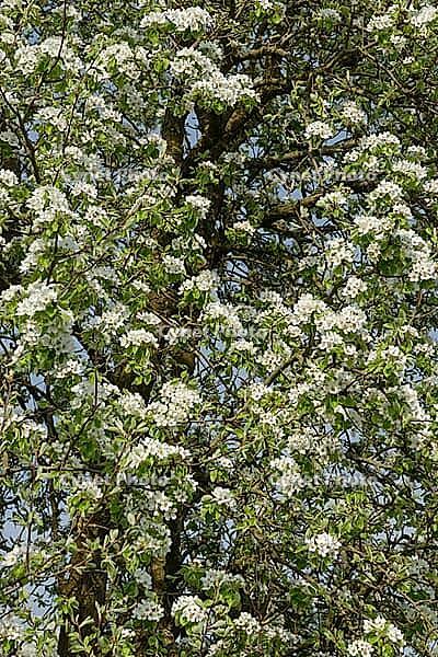 Pear tree (Pyrus) in blossom, Kempen, Viersen district, North Rhine-Westphalia, Germany [IBR124651989]