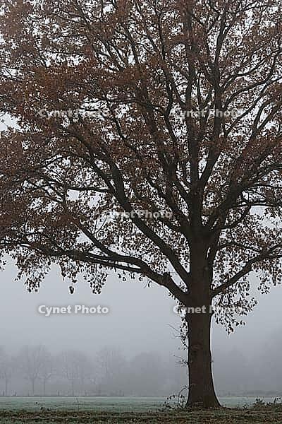 English oak (Quercus robur) in the field, Hülserbruch, Krefeld, North Rhine-Westphalia, Germany [IBR124651990]