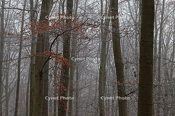 Autumn forest with copper beech (Fagus silvatica), Hülserbruch nature reserve, Krefeld, North Rhine-Westphalia, Germany [IBR124651991]