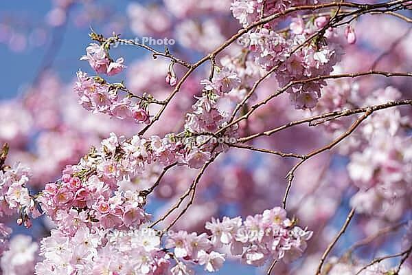 Japanese flowering cherry (Prunus serrulata), Kempen, Viersen district, North Rhine-Westphalia, Germany [IBR124651992]