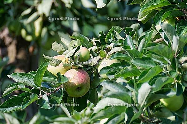 Apples (Malus) hanging from a tree, orchard, Kempen, Viersen district, North Rhine-Westphalia, Germany [IBR124651994]