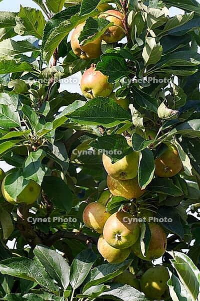 Apples (Malus) hanging from a tree, orchard, Kempen, Viersen district, North Rhine-Westphalia, Germany [IBR124651995]