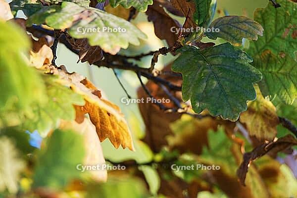 Autumn foliage of the English oak (Quercus robur), Krickenbecker Seen nature park Park, Hinsbeck, Nettetal, Viersen district, North Rhine-Westphalia, Germany [IBR124651996]