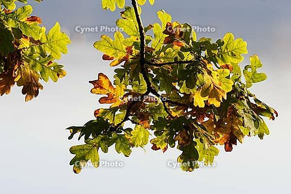 Autumn foliage of the English oak (Quercus robur), Krickenbecker Seen nature park Park, Hinsbeck, Nettetal, Viersen district, North Rhine-Westphalia, Germany [IBR124651997]