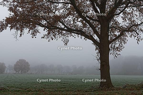 English oaks (Quercus robur) in the field, Hülserbruch, Krefeld, North Rhine-Westphalia, Germany [IBR124651998]