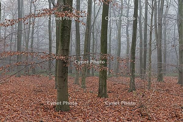 Autumn forest with copper beech (Fagus silvatica), Hülserbruch nature reserve, Krefeld, North Rhine-Westphalia, Germany [IBR124651999]