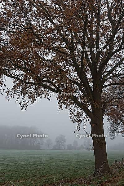 English oak (Quercus robur) in the field, Hülserbruch, Krefeld, North Rhine-Westphalia, Germany [IBR124652000]