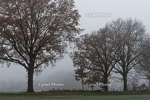 English oaks (Quercus robur) in the field, Hülserbruch, Krefeld, North Rhine-Westphalia, Germany [IBR124652001]