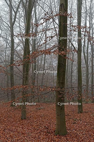 Autumn forest with copper beech (Fagus silvatica), Hülserbruch nature reserve, Krefeld, North Rhine-Westphalia, Germany [IBR124652002]