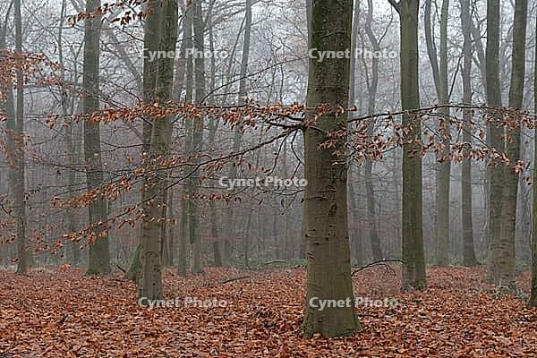 Autumn forest with copper beech (Fagus silvatica), Hülserbruch nature reserve, Krefeld, North Rhine-Westphalia, Germany [IBR124652003]