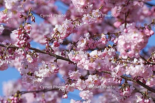 Japanese flowering cherry (Prunus serrulata), Kempen, Viersen district, North Rhine-Westphalia, Germany [IBR124652004]