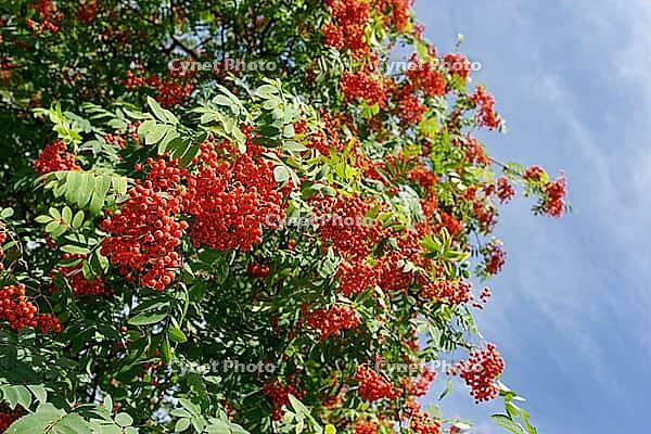 Berries of mountain ash (Sorbus aucuparia), Kempen, Viersen district, North Rhine-Westphalia, Germany [IBR124652005]