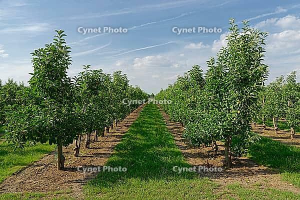 Apple trees (Malus), orchard, Kempen, Viersen district, North Rhine-Westphalia, Germany [IBR124652006]