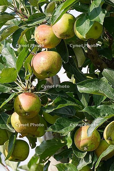 Apples (Malus) hanging from a tree, orchard, Kempen, Viersen district, North Rhine-Westphalia, Germany [IBR124652007]
