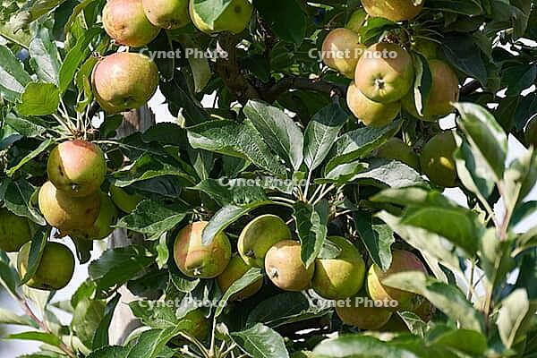 Apples (Malus) hanging from a tree, orchard, Kempen, Viersen district, North Rhine-Westphalia, Germany [IBR124652008]