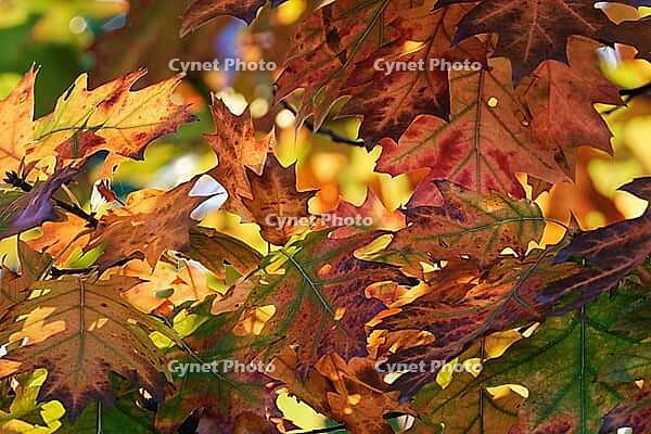 Autumn foliage of the red oak (Quercus rubra), Krickenbecker Seen nature park Park, Hinsbeck, Nettetal, Viersen district, North Rhine-Westphalia, Germany [IBR124652009]