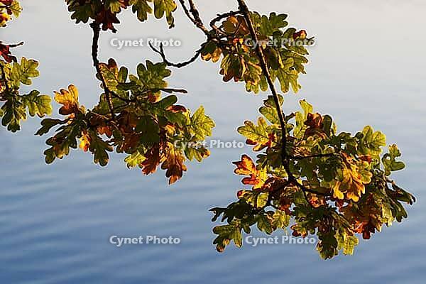 Autumn foliage of the English oak (Quercus robur), Krickenbecker Seen nature park Park, Hinsbeck, Nettetal, Viersen district, North Rhine-Westphalia, Germany [IBR124652010]