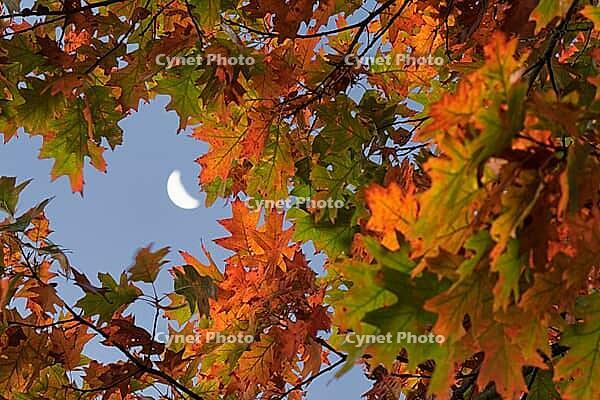 Autumn leaves of red oak (Quercus rubra) with moon at the Krickenbeck Lakes, Krickenbeck Lakes nature park Park, Hinsbeck, Nettetal, Viersen district, North Rhine-Westphalia, Germany [IBR124652011]