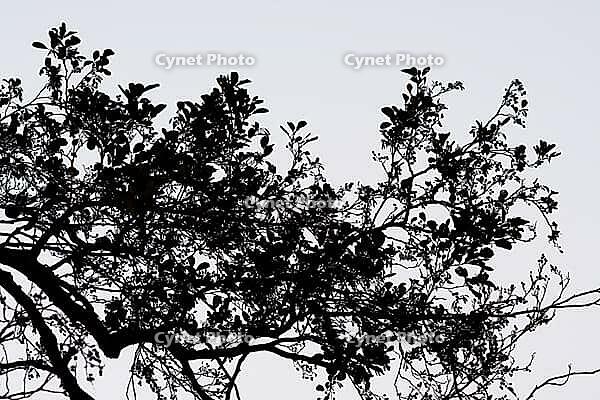 Silhouette of a branch of a black alder (Alnus glutinosa), Krickenbecker Seen nature park Park, Hinsbeck, Nettetal, Viersen district, North Rhine-Westphalia, Germany [IBR124652012]