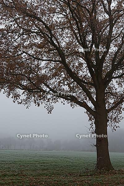English oak (Quercus robur) in the field, Hülserbruch, Krefeld, North Rhine-Westphalia, Germany [IBR124652013]