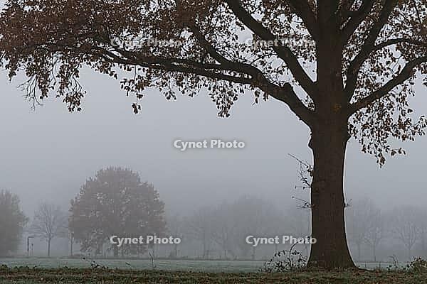 English oaks (Quercus robur) in the field, Hülserbruch, Krefeld, North Rhine-Westphalia, Germany [IBR124652014]