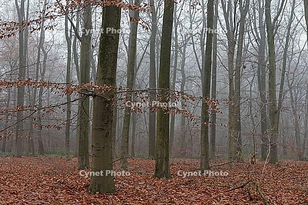 Autumn forest with copper beech (Fagus silvatica), Hülserbruch nature reserve, Krefeld, North Rhine-Westphalia, Germany [IBR124652015]