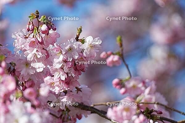 Japanese flowering cherry (Prunus serrulata), Kempen, Viersen district, North Rhine-Westphalia, Germany [IBR124652016]