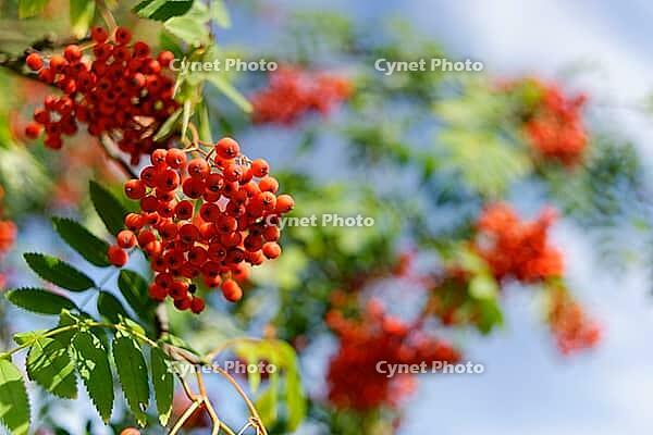 Berries of mountain ash (Sorbus aucuparia), Kempen, Viersen district, North Rhine-Westphalia, Germany [IBR124652017]
