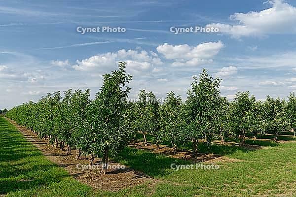 Apple trees (Malus), orchard, Kempen, Viersen district, North Rhine-Westphalia, Germany [IBR124652018]