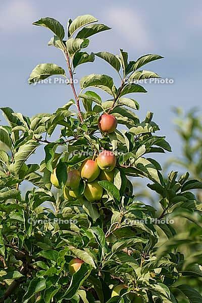 Apples (Malus) hanging from a tree, orchard, Kempen, Viersen district, North Rhine-Westphalia, Germany [IBR124652019]