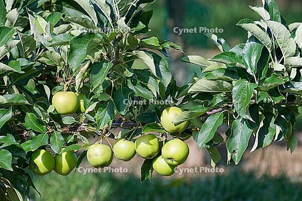 Apples (Malus) hanging from a tree, orchard, Kempen, Viersen district, North Rhine-Westphalia, Germany [IBR124652020]