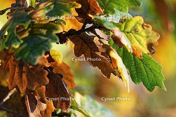 Autumn foliage of the English oak (Quercus robur), Krickenbecker Seen nature park Park, Hinsbeck, Nettetal, Viersen district, North Rhine-Westphalia, Germany [IBR124652021]