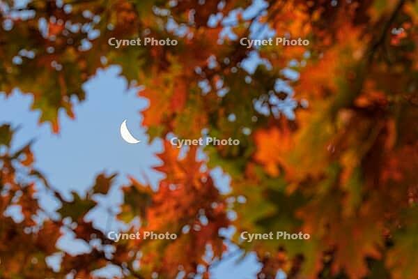 Autumn leaves of red oak (Quercus rubra) with moon at the Krickenbeck Lakes, Krickenbeck Lakes nature park Park, Hinsbeck, Nettetal, Viersen district, North Rhine-Westphalia, Germany [IBR124652022]