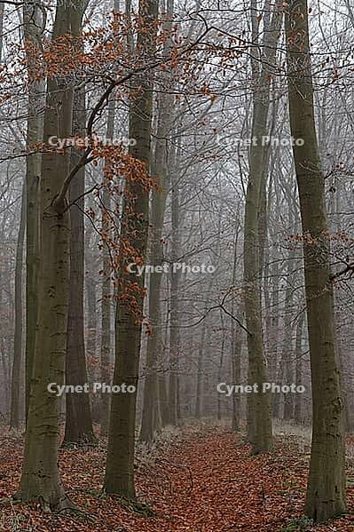 Autumn forest with copper beech (Fagus silvatica), Hülserbruch nature reserve, Krefeld, North Rhine-Westphalia, Germany [IBR124652024]