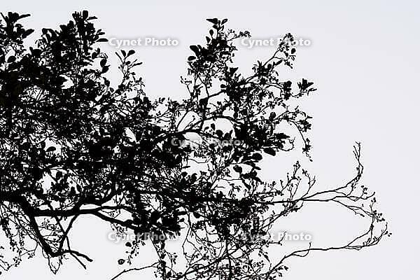 Silhouette of a branch of a black alder (Alnus glutinosa), Krickenbecker Seen nature park Park, Hinsbeck, Nettetal, Viersen district, North Rhine-Westphalia, Germany [IBR124652025]