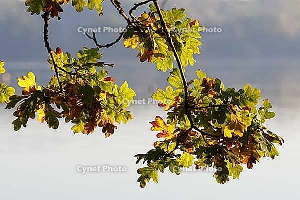 Autumn leaves of the English oak (Quercus robur) at the Krickenbecker Lakes at sunrise, Krickenbecker Lakes nature park Park, Hinsbeck, Nettetal, Viersen district, North Rhine-Westphalia, Germany [IBR124652027]