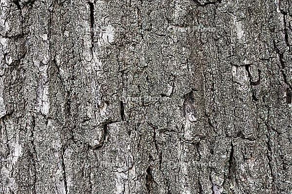 Bark of the English oak (Quercus robur), St.Hubert, Kempen, North Rhine-Westphalia, Germany [IBR124652028]