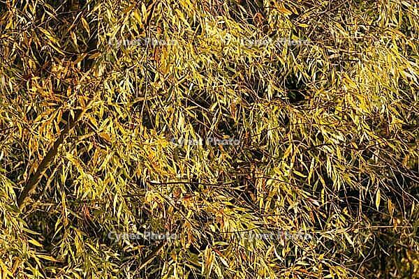 Autumn foliage of silver willow (Salix alba), Krickenbecker Seen nature park Park, Hinsbeck, Nettetal, Viersen district, North Rhine-Westphalia, Germany [IBR124652029]
