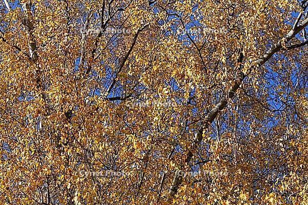 Sand birch (Betula pendula) in autumn, Hülserbruch, Krefeld, North Rhine-Westphalia, Germany [IBR124652030]
