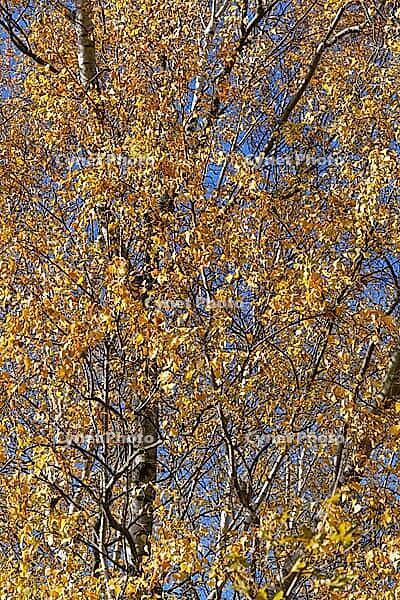 Sand birch (Betula pendula) in autumn, Hülserbruch, Krefeld, North Rhine-Westphalia, Germany [IBR124652032]