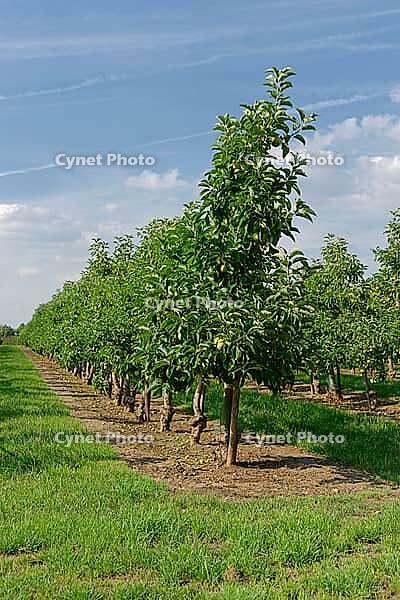 Apple trees (Malus), orchard, Kempen, Viersen district, North Rhine-Westphalia, Germany [IBR124652033]