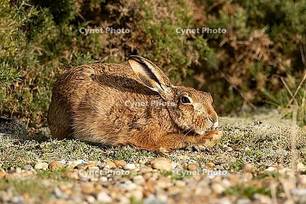 European brown hare (Lepus europaeus) adult animal resting in grassland, England, United Kingdom [IBR124693038]