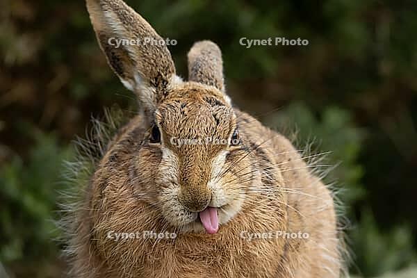 European brown hare (Lepus europaeus) adult animal humously sticking its tongue out, England, United Kingdom [IBR124693039]