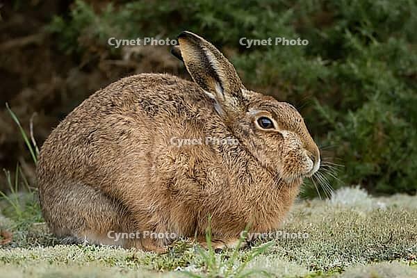 European brown hare (Lepus europaeus) adult animal resting in grassland, England, United Kingdom [IBR124693040]