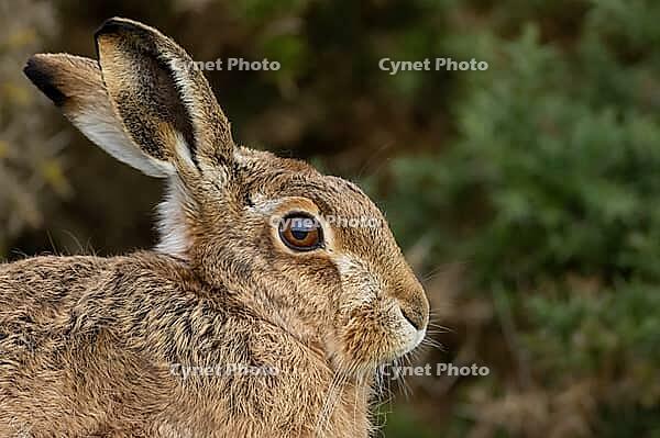 European brown hare (Lepus europaeus) adult animal head portrait, England, United Kingdom [IBR124693041]