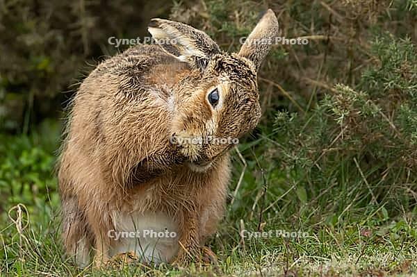 European brown hare (Lepus europaeus) adult animal washing its foot, England, United Kingdom [IBR124693042]
