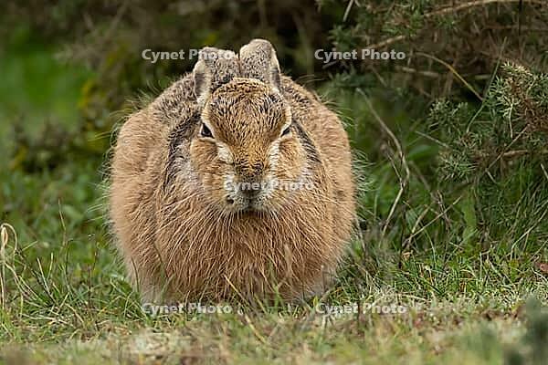 European brown hare (Lepus europaeus) adult animal resting in grassland, England, United Kingdom [IBR124693043]