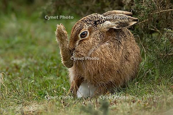 European brown hare (Lepus europaeus) adult animal washing its foot, England, United Kingdom [IBR124693044]
