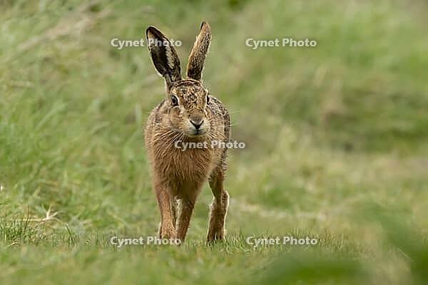 European brown hare (Lepus europaeus) adult animal on grassland, England, United Kingdom [IBR124693045]