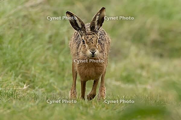 European brown hare (Lepus europaeus) adult animal running on grassland, England, United Kingdom [IBR124693046]
